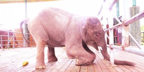 Royal White Elephant: RahtaNandaka turns three years old