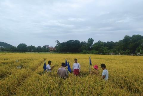 ကျောက်ဆည်မြို့နယ်၌ တိုက်နယ်(၄)ခုတွင် နွေစပါး(၃၆၁၂) ဧက ရိတ်သိမ်းရာ (၄၁၈၉၃၅)တင်းထွက်ရှိ