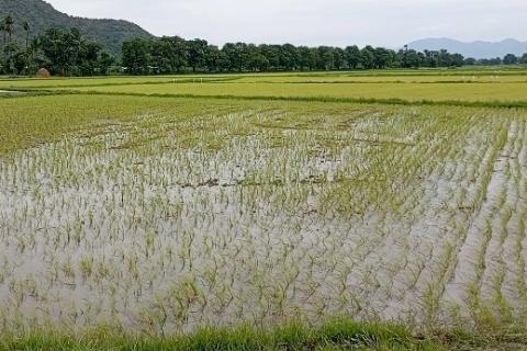 ကျောက်ဆည်မြို့နယ်၌ မိုးစပါး(၁၉၆၅၀)ဧက စိုက်ပျိုးပြီးဖြစ်