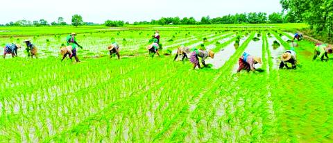 ရန်ကုန်တိုင်းဒေသကြီးအတွင်း မိုးစပါးဧက ၁၁ သိန်းကျော် စိုက်ပျိုးရန်လျာထားပြီး ၁၀ သိန်းကျော် စိုက်ပျိုးပြီးဖြစ်