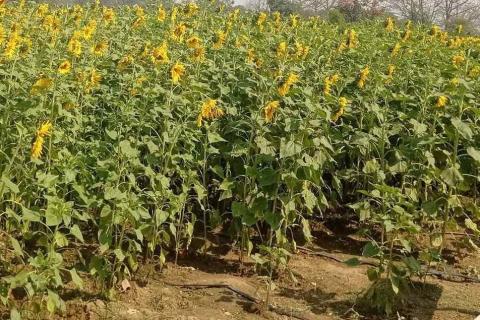 ကျောက်ဆည်မြို့နယ်၌ ၂၀၂၅-၂၀၂၆ ခုနှစ် မိုးနေကြာစိုက်ခင်းများအောင်မြင်ဖြစ်ထွန်း