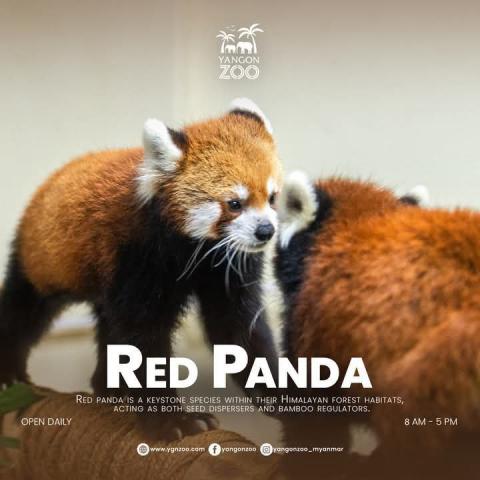 Yangon Zoo hosts very rare, beautiful red pandas