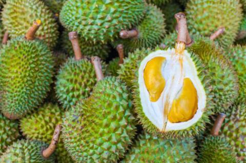 MFVP forms Myanmar Durian Growers and Exporters Group in Ayeyawady Region