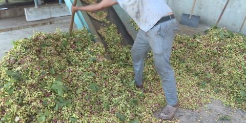 Pistachio Exports Hit All-Time Record