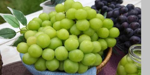 Premium grapes shipping from central Japan
