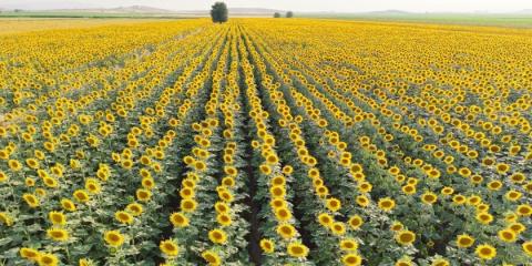 In southern Turkiye, sunflower harvest season has begun