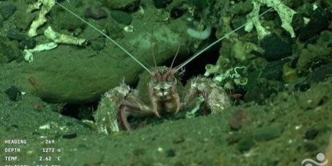 Underwater robot live stream captivates Argentines