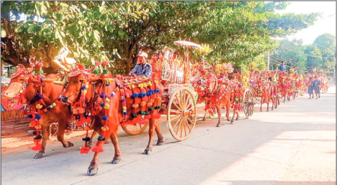 Photos capture a caravan of bullock carts lined up for the traditional Myanmar novitiate procession.