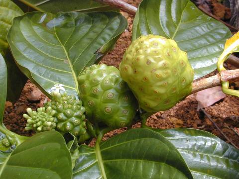 ရဲယိုသီး၏ ကောင်းကျိုးများ 