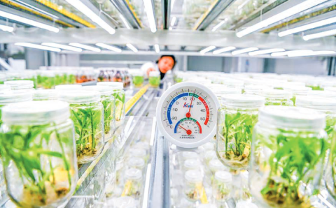 AI empowers China’s agriculture to harvest smarter future