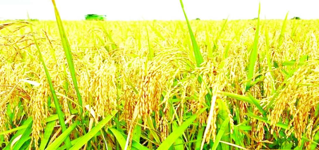 မြန်မာ့ပေါ်ဆန်းမွှေး ပြည်တွင်းထုတ်လုပ်မှုနှင့် ပြည်ပတင်ပို့မှုအလားအလာ