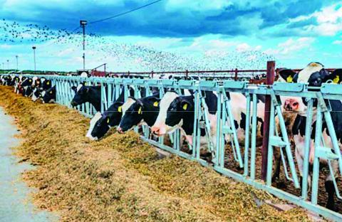 နို့စားနွားများတွင်ဖြစ်ပွားသော အပြင်းစားကြက်ငှက်တုပ်ကွေးရောဂါ(HPAI)
