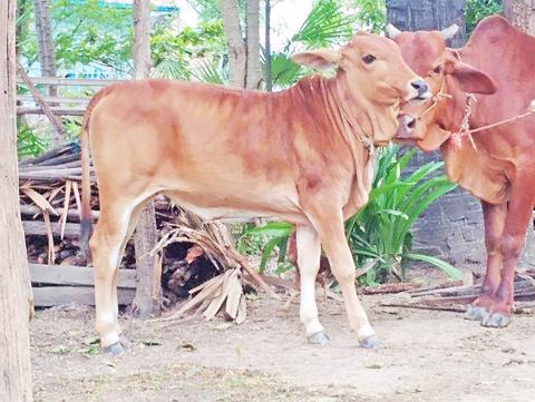 အမဲသားတိုးမြှင့်ထုတ်လုပ်ဖို့ ကောင်းမွန်သောမွေးမြူရေးကျင့်စဉ်နှင့်အညီ မွေးမြူစို့