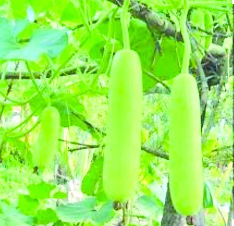 မိသားစုဝင်ငွေတိုးဖို့ ဘူးပင်စိုက်ကြစို့