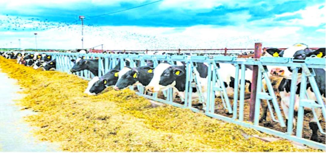 နို့စားနွားများတွင် ဖြစ်ပွားသော အပြင်းစားကြက်ငှက်တုပ်ကွေးရောဂါ