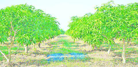 စီးပွားဖြစ် ပြည်ပပို့ကုန်နှစ်ရှည်ပင်သရက်စိုက်ပျိုးမည်ဆိုလျှင်