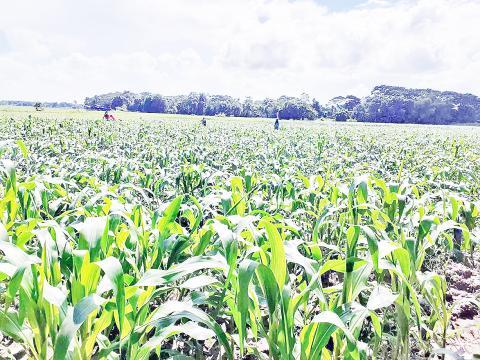 တောင်သူများ ဝင်ငွေတိုးမည်အမှန် အစေ့ထုတ်ပြောင်းသီးနှံ