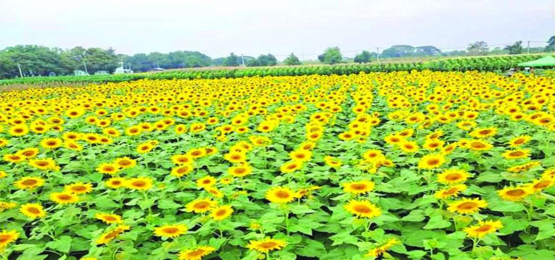 သီးနှံအထွက်နှုန်း မလျော့နည်းစေဖို့ ပေါင်းကို ကာကွယ်နှိမ်နင်းစို့