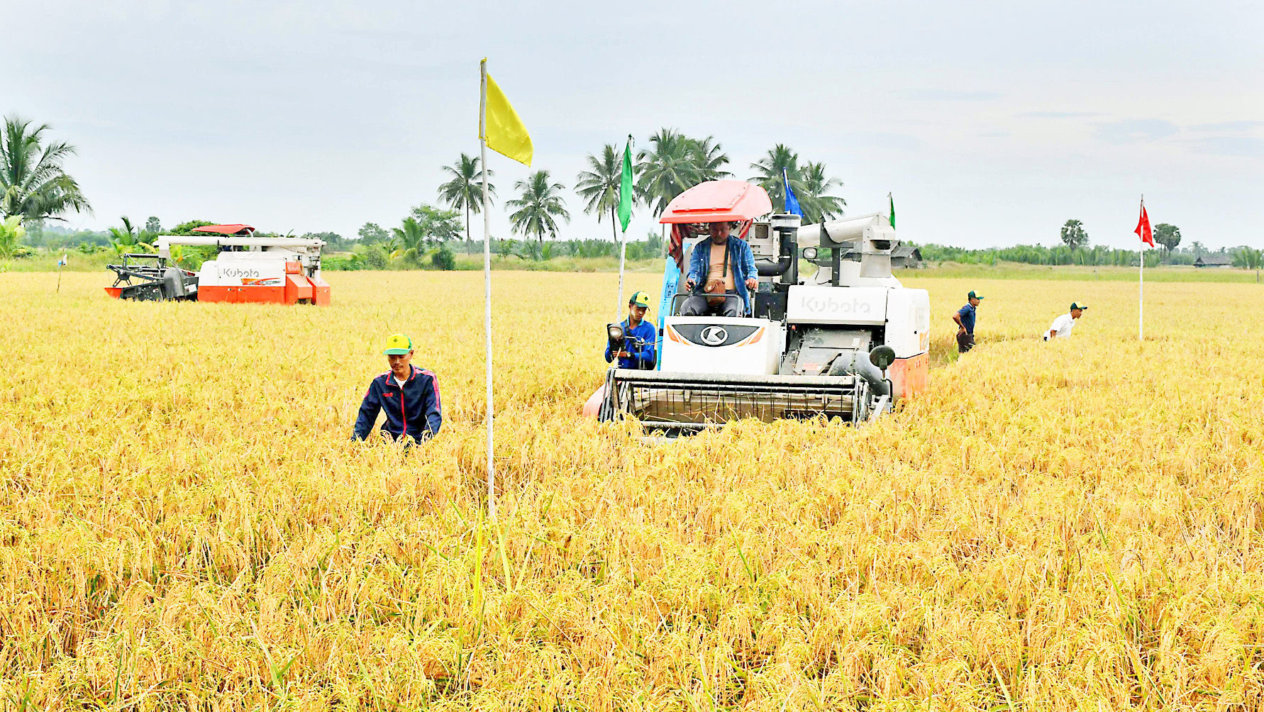 သာပေါင်းမြို့နယ်၌ မိုးသီးနှံစိုက်ပျိုးရာသီက စိုက်ပျိုးခဲ့သည့် စပါးဧက ၅၇၀၀၀ ကျော် ရိတ်သိမ်းပြီးဖြစ်