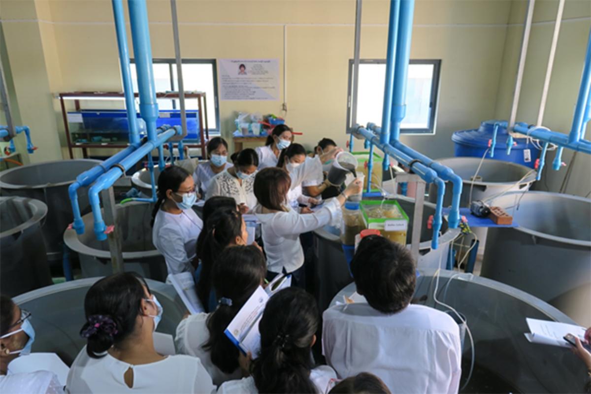 တိုင်းဒေသကြီး/ပြည်နယ်အသီးသီးရှိ ငါးလုပ်ငန်းစခန်း ၂၅ ခုမှ စေဈးကွက်ဝင်ရေချို ငါးသားပေါက်များ ကို သက်သာသောစေဈးနှုန်းများဖြင့် ရောင်းချပေးမည်