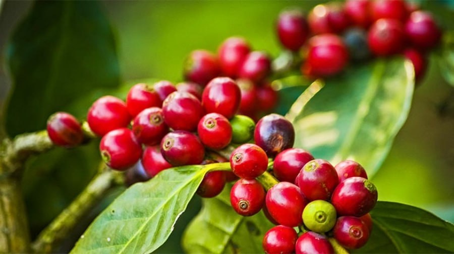 Coffee cultivation to expand by 1,000 acres in Taninthayi Region