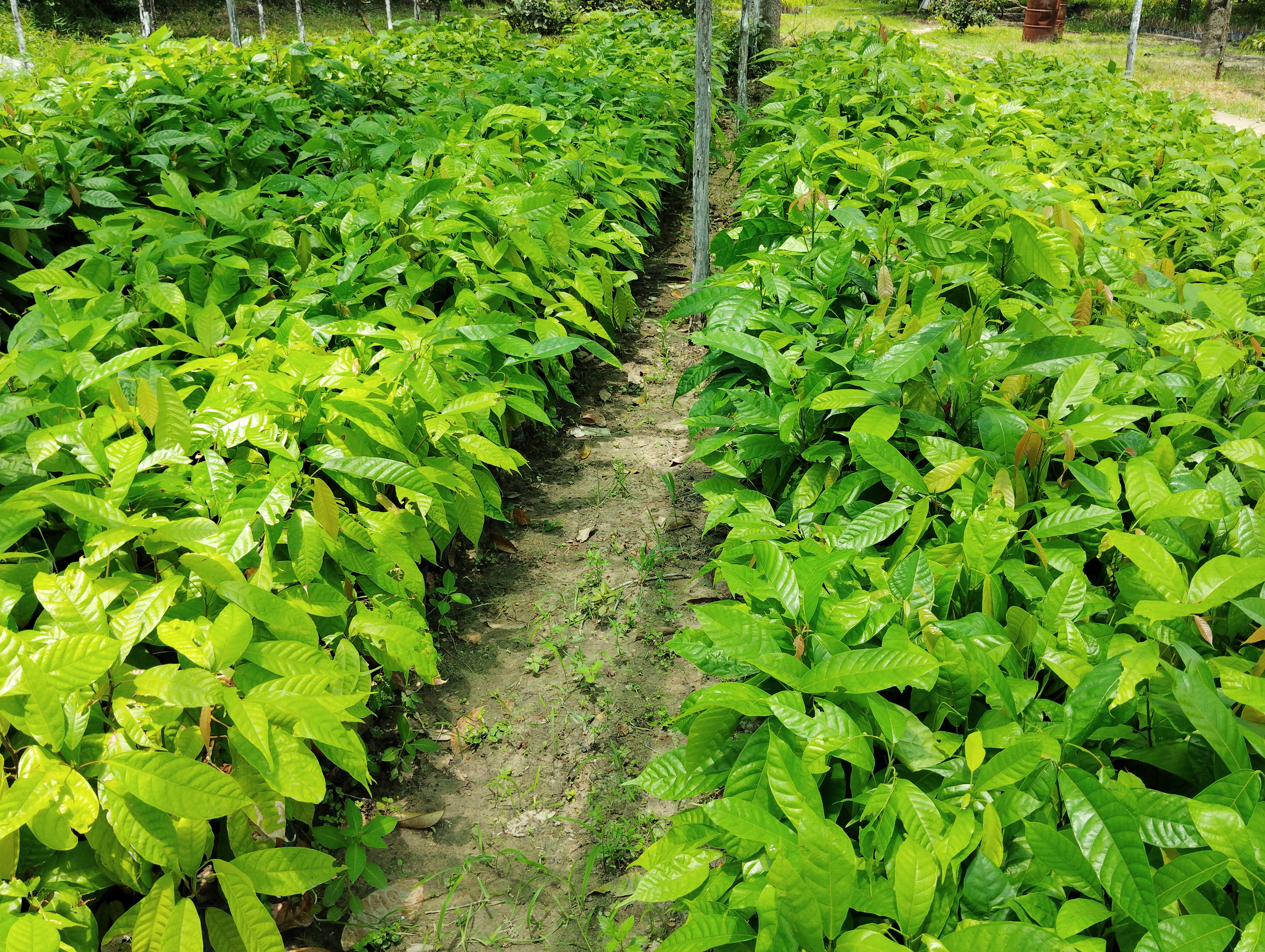 Coffee cultivation to expand by 1,000 acres in Taninthayi Region