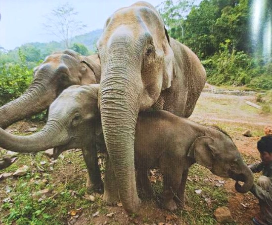 Taninthayi Nature Reserve: A Haven for Asian Elephants